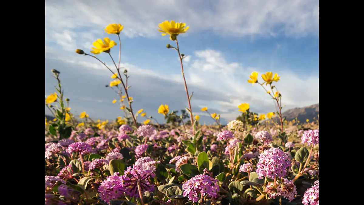 Wild Flowers Wild Flowers